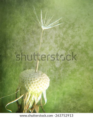a single seed stuck on a dandelion plant with a grunge paper texture overlay