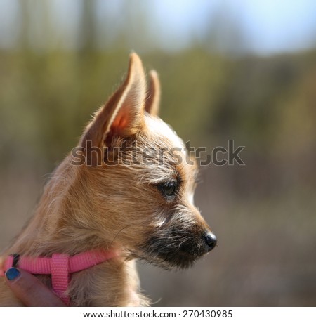 a cute chihuahua mix in the arms of a caring person during fall