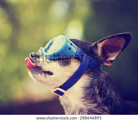 a cute chihuahua wearing goggles and sitting outside during summer time licking his nose (VERY SHALLOW DOF on the tip of the nose)  toned with a retro vintage instagram filter effect app or action