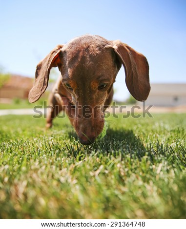 a wiener dog dachshund dog playing with a tennis ball (SHALLOW DOF on the ball)