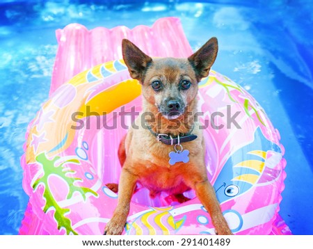 a cute chihuahua mix sitting in a blow up tube in a pool during summer