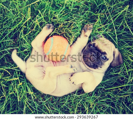 a cute baby pug chihuahua mix puppy playing with an orange tennis ball in the grassy clover during summer toned with a retro vintage instagram filter app or action effect