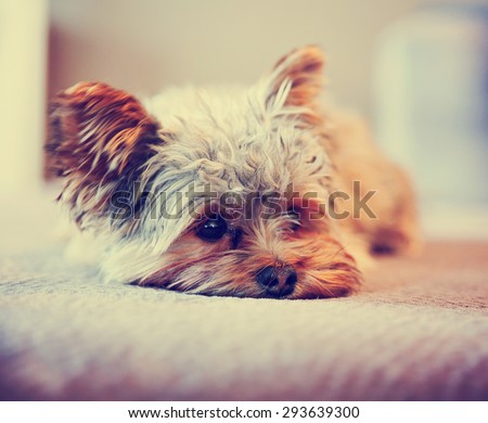 a cute yorkshire terrier peeking around while napping on a sofa toned with a retro vintage instagram filter app or action effect