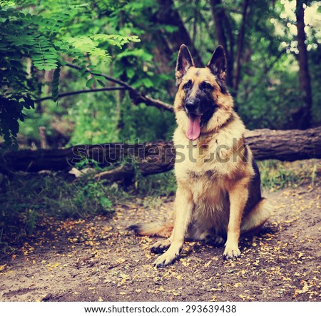 a german shepherd dog out in nature looking at a ball to be thrown toned with a retro vintage instagram filter effect app or action