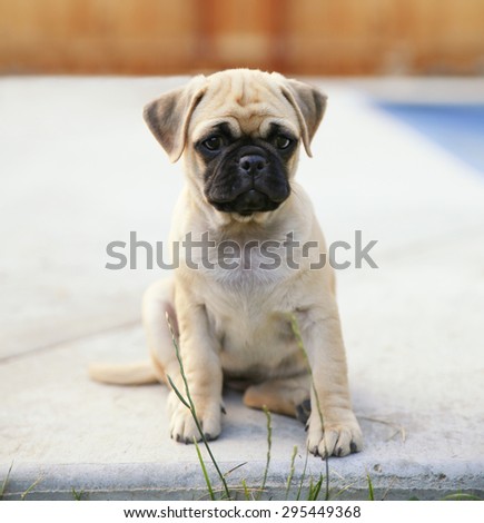 a cute chihuahua pug mix puppy (chug) looking at the camera with a head tilt in front of a fenced in pool in a backyard during summer