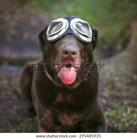 a chocolate labrador retriever posing for the camera during a hot summer day with goggles on with his tongue poking out (SHALLOW DOF - on his nose)