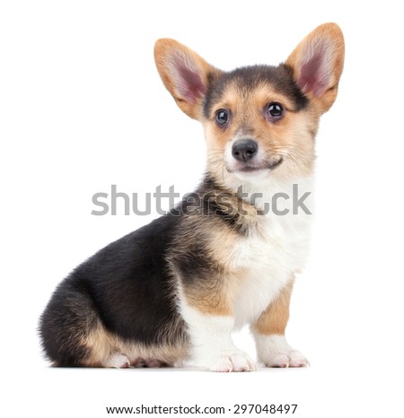 a cute welsh pembroke corgi puppy on an isolated white background