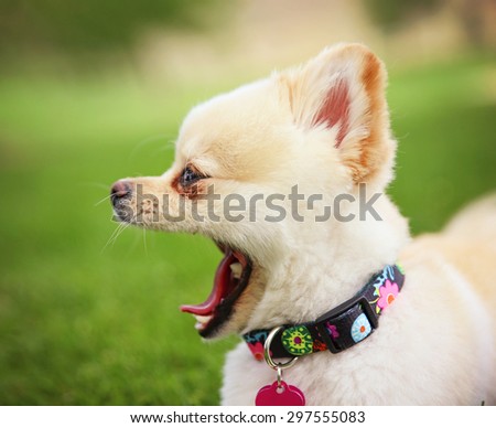a cute pomeranian puppy dog that has been groomed barking or yawning  in a park setting with a pretty collar and tag on