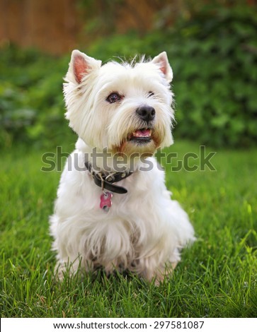 a cute westie - west highland terrier - at a local park or backyard