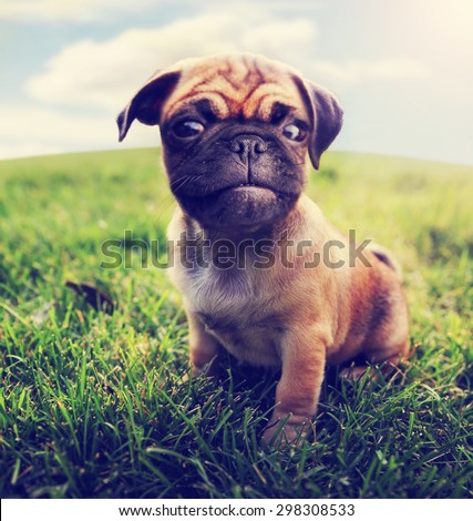 a cute baby pug chihuahua mix - chug at a local park or a backyard - wide angle lens (SHALLOW DOF - on the nose) toned with a retro vintage instagram filter app or action