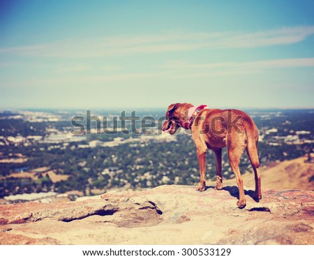 a dog sitting on a mountain top looking over a skyline toned with a retro vintage instagram filter