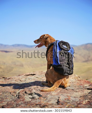 a dog sitting on a mountain top with a canvas backpack looking over a skyline panting on a hot summer day