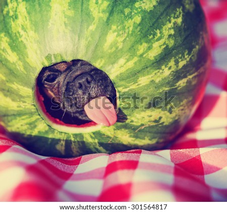 a cute baby pug chihuahua mix puppy looking out of hole cut into a watermelon and licking around the edge during summer