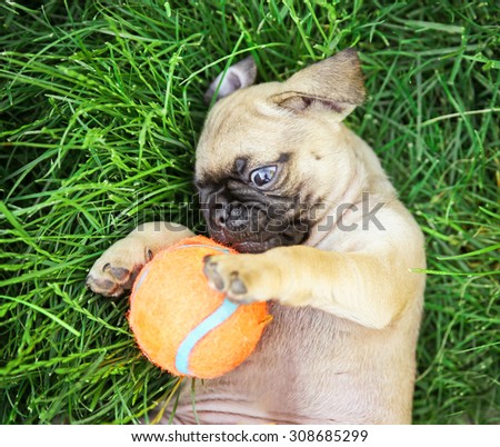 a cute baby pug chihuahua mix puppy playing with an orange tennis ball in the grassy clover during summer