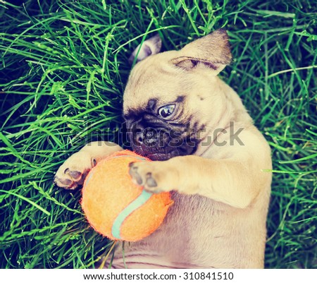 a cute baby pug chihuahua mix puppy playing with an orange tennis ball in the grassy clover during summer  toned with a retro vintage instagram filter app or action effect