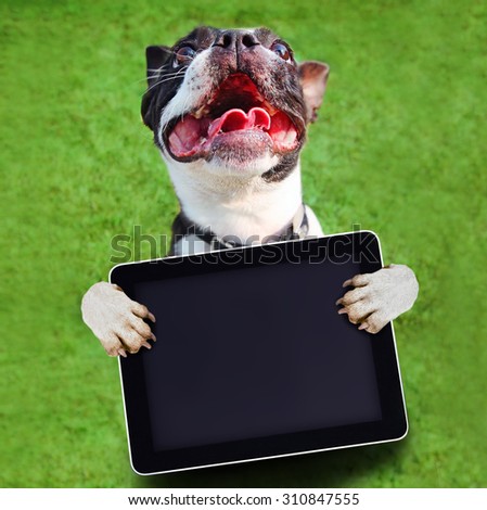 a cute boston terrier with his paws in the air holding a blank tablet on green grass