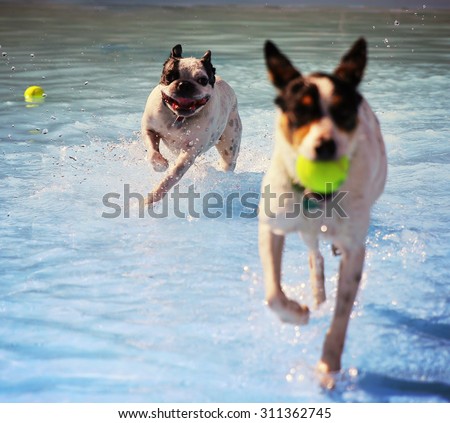 a dog swimming at a local public pool at sunset (focus on the dog in back 0