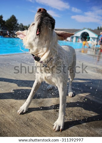 a dog shaking off water at a local public pool