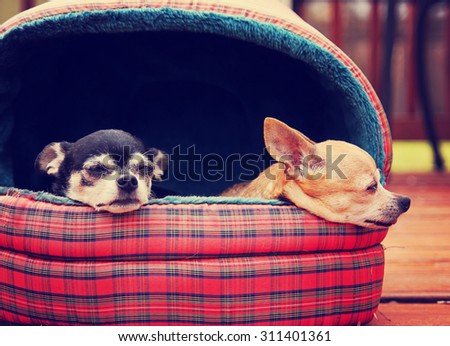 two chihuahuas in a pet bed taking a nap outside in the sunshine on a deck or patio during summer time toned with a retro vintage instagram filter app or action effect