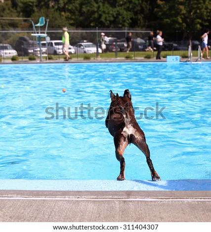a dog swimming at a local public pool