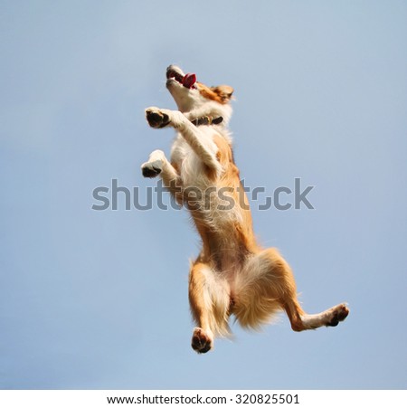a cute australian shepherd at a local park on a hot sunny day jumping up in the sky