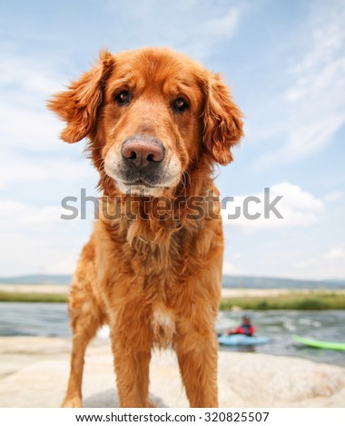 a dog enjoying the outdoors on a beautiful summer day with people kayaking in the river