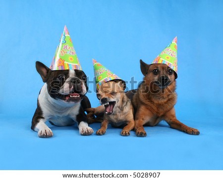 three dogs with birthday hats on