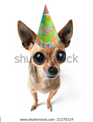 a tiny chihuahua with big eyes and a birthday hat