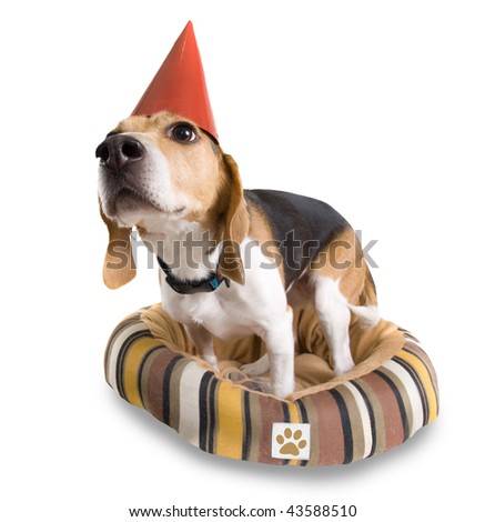 a cute beagle with a party hat on (FICTIONAL PAW PRINT LOGO)