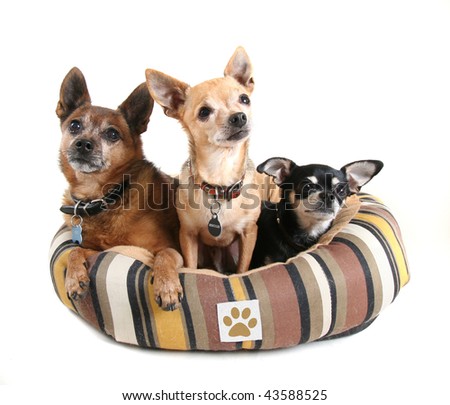 three dogs in a pet bed (FICTIONAL PAW PRINT LOGO)