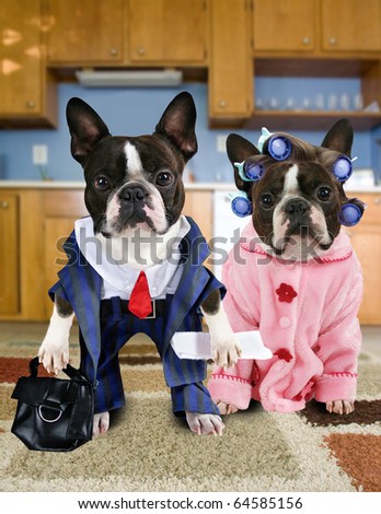 boston terriers dressed in a pink coat and a suit