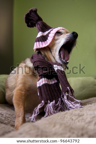 a little chihuahua with a hat and scarf
