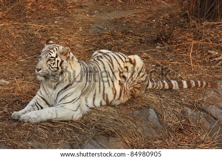 A white tiger lie on the grass.white tiger is a rare animal.