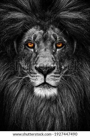 Portrait of a Beautiful lion, lion in dark. Intense fiery gaze.