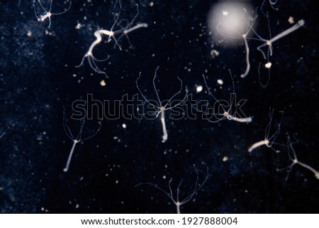 Hydra vulgaris dark field. Underwater microcosm, Hydra feed. Foto stock © 