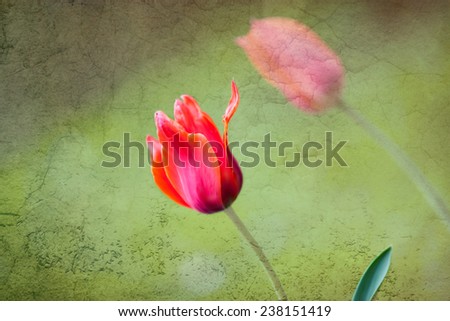 Tulips, texture