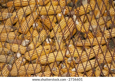 maize background, organic corn animal feed stored for winter
