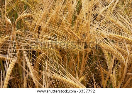 Golden barley ears