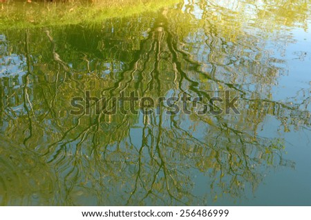 shadow of tree  on water