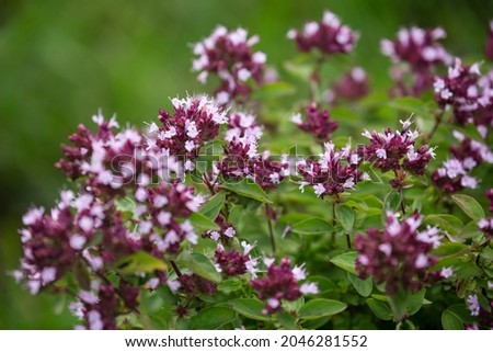 Similar – Image, Stock Photo flowering oregano Oregano
