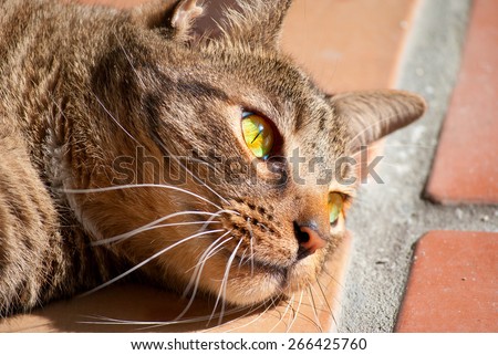 Black tabby cat with green eyes laying in the sunshine on Italian tile