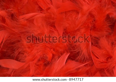 Background of red feathers, soft focus.