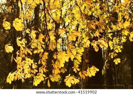 Yellow horse chestnut tree abstract autumn background.