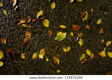 Fresh Water on Green Plant Leaf,stone wall background
