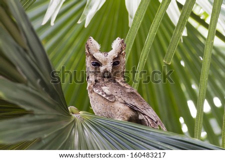 Collared scops owl, Bird of Thailand