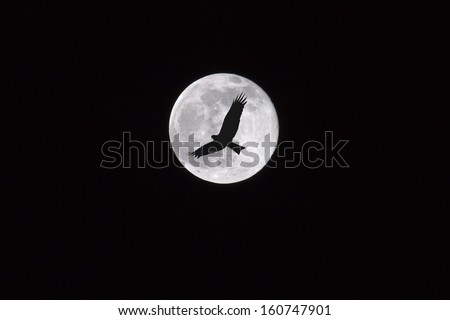 Birds flying through the moon at night, dark