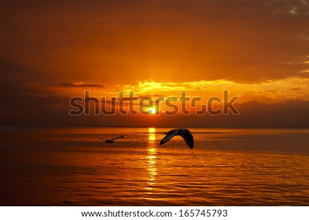 Seagulls flying in the sea the evening sunset