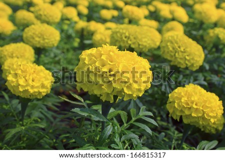 Field Marigold,flower in Thailand