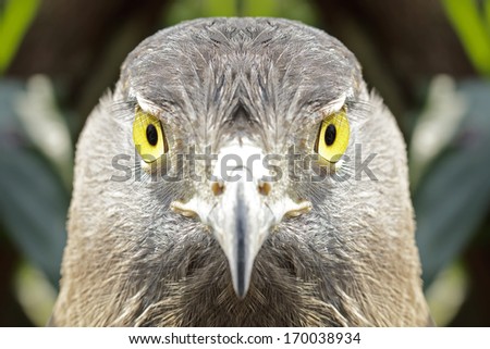 Eyes looking of the eagle (Crested serpent-eagle)