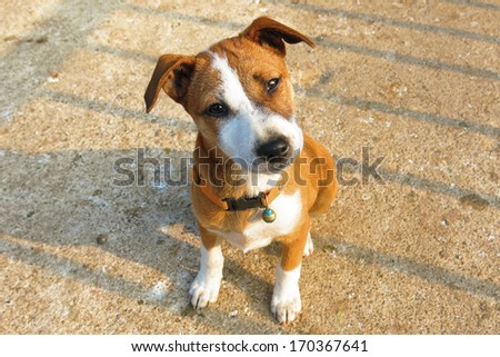 Cute puppy looking curious,Dog mixed breed